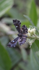 Calydna sturnula