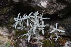 Hormathophylla spinosa