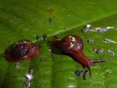 Apothapsia thomensis