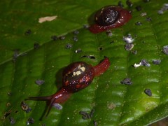 Apothapsia thomensis