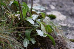 Pseudoturritis turrita