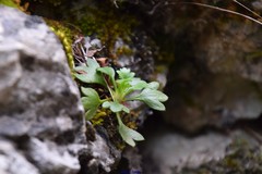 Saxifraga cuneata