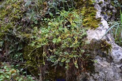 Erodium glandulosum