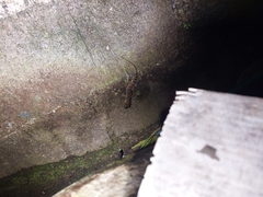 Cyrtodactylus jatnai