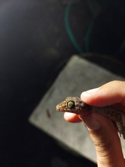 Cyrtodactylus jatnai