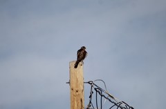 Accipiter cooperii