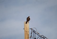 Accipiter cooperii