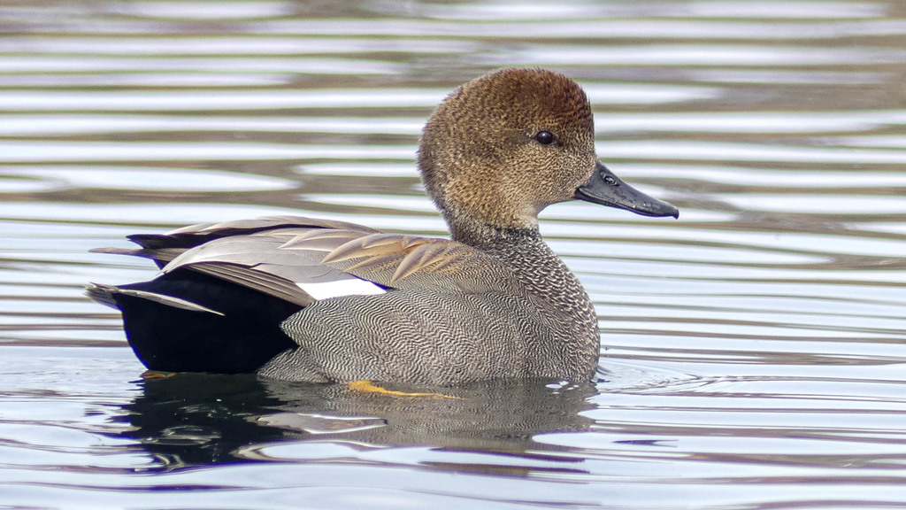 Gadwall