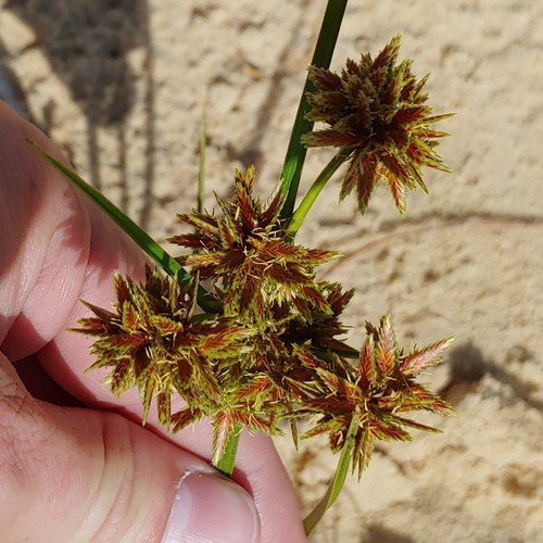 Dune Flatsedge (Cyperus onerosus)