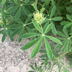 Lupinus rivularis