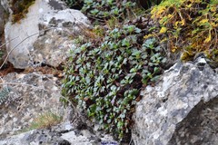 Saxifraga cuneata