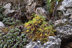 Erodium glandulosum
