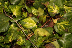 Hedera colchica