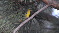 Spinus barbatus