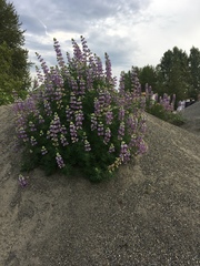 Lupinus rivularis