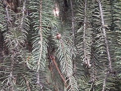 Picea abies