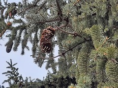 Picea abies