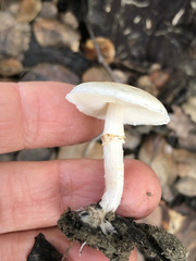 Lepiota neophana