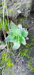 Dudleya brittonii