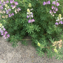 Lupinus rivularis