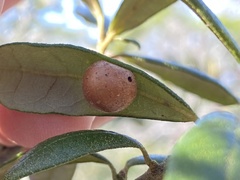 Belonocnema fossoria