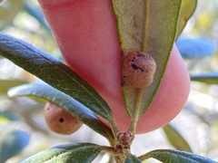 Belonocnema fossoria