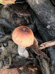 Lepiota neophana