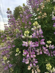 Lupinus rivularis