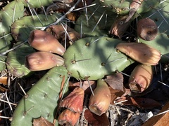 Opuntia mesacantha