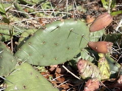 Opuntia mesacantha