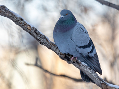 Columba livia domestica