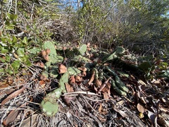 Opuntia mesacantha