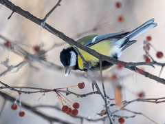 Parus major