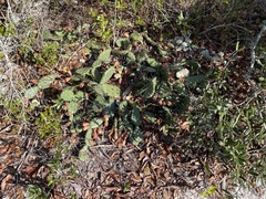 Opuntia mesacantha