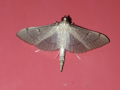 Lepidoptera