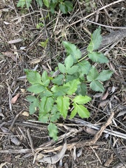Lomatium lucidum