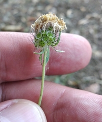 Scabiosa ochroleuca