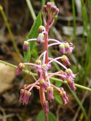 Ledebouria ovalifolia