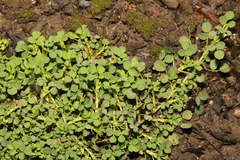 Trifolium dubium