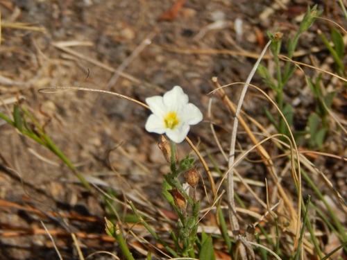 Image of White Baby (తెల్ల పిల్ల) (Bouchetia anomala) by (c) Joselin Listur, some rights reserved (CC BY)