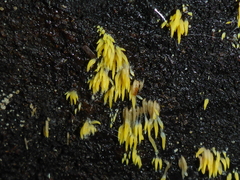 Mucronella flava