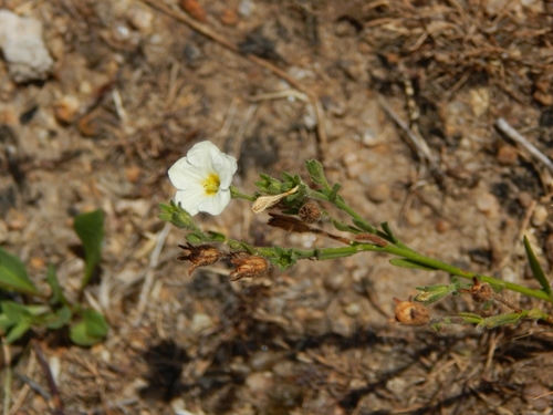 Image of Bouchetia anomala by (c) Joselin Listur, some rights reserved (CC BY)