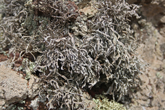 Roccella fuciformis