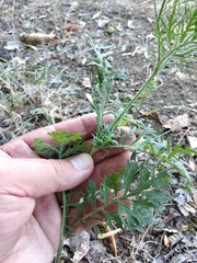 Scabiosa ochroleuca