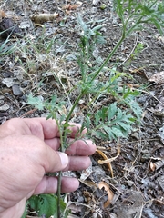 Scabiosa ochroleuca