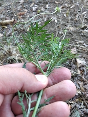 Scabiosa ochroleuca