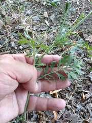 Scabiosa ochroleuca