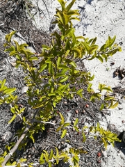 Ximenia