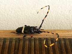 Trachyderes succinctus