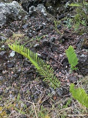 Polypodium pellucidum